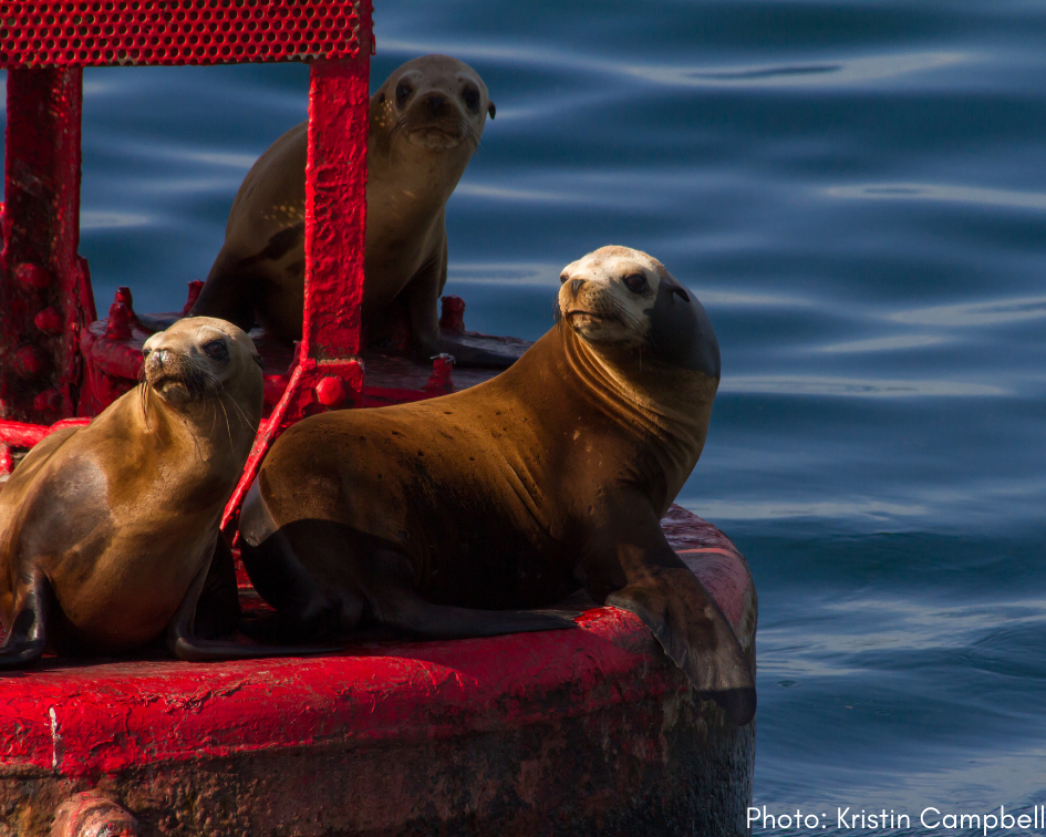 Quarterly Newsletter_2021_4 — SR3 Sealife Response, Rehabilitation, and